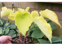 Hosta 